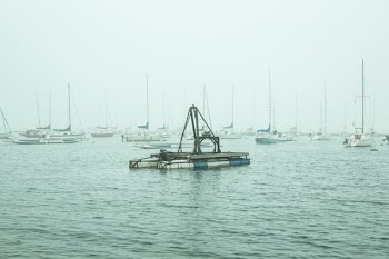 Foggy Marina