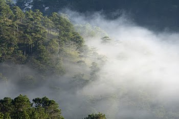 Foggy Mountain