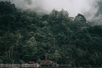 Foggy Rainforest