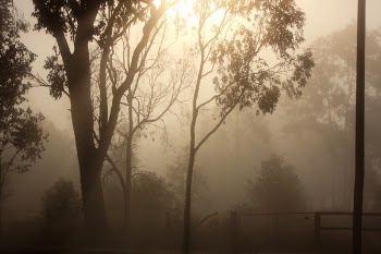 Foggy Sunlight.JPG