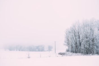 Foggy winter day in the field