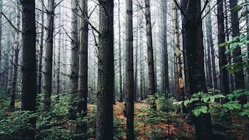 foggy woodland trees during daytime
