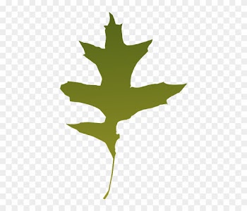 Foliage, Autumn, Leaf, Nature, Tree, Green, Dry - Green Oak Leaf Vector