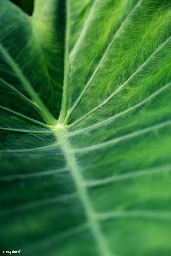 Foliage line art of green Taro or elephant ear leaf macro photography | Free  photo - 2263777