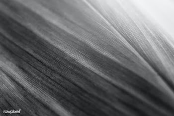 Foliage line art of Ti or Cordyline leaves macro photography | Free  photo - 2260496