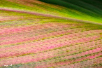 Foliage line art of Ti or Cordyline leaves macro photography | Free  photo - 2309790