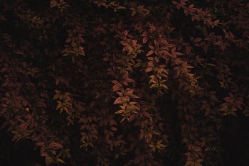 Foliage of Brown Leaves