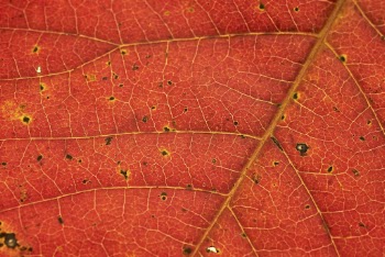 Foliage texture, autumn leaf background, | Free Photo - rawpixel
