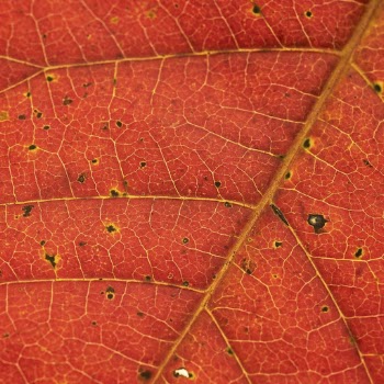 Foliage texture, autumn leaf background, | Free Photo - rawpixel