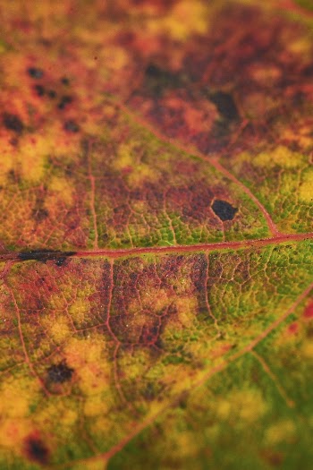 Foliage texture, autumn leaf background, | Free Photo - rawpixel