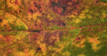 Foliage texture, autumn leaf background, | Free Photo - rawpixel