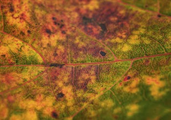 Foliage texture, autumn leaf background, | Free Photo - rawpixel