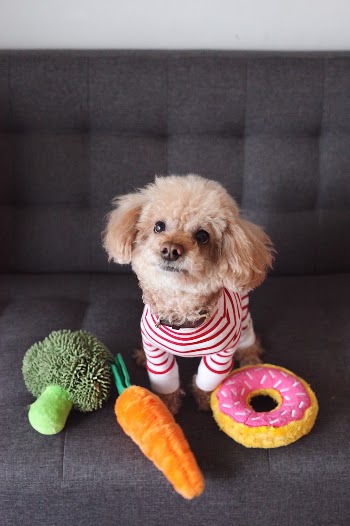 follow dolly (the brown boy) on instagram: @sendpoodz