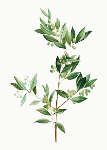 Fontanesia Phillyreoides plant | Free stock vector - 567806