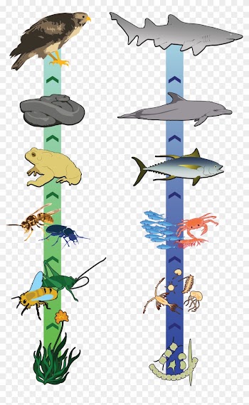 Food Chain Clipart - Cadena Alimenticia De Insectos