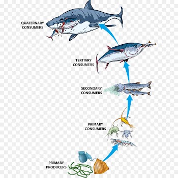 Food Chain, Food Web, Ecosystem, Fish, Animal Figure PNG