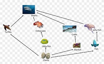 Food Chain In Great Barrier Reef