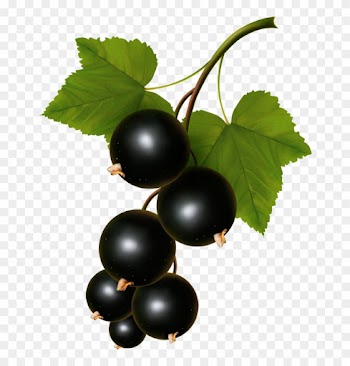 Food Clipartvector - Black Currants Vector