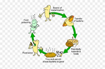 Food Contamination Food Contamination Food Contamination - Bacterial Contamination Of Food