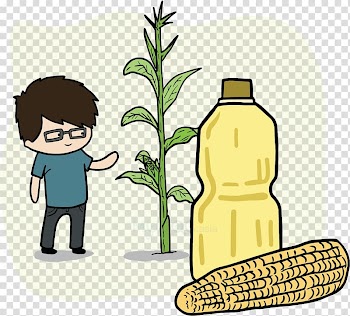 Food Corn oil Cooking Oils Monounsaturated fat, oil transparent background PNG clipart