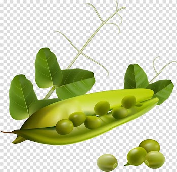 Food Eating Pea Bean Vegetable, veggies transparent background PNG clipart