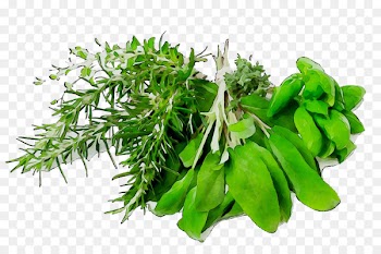 Food Herb Dinner Health Meal -  