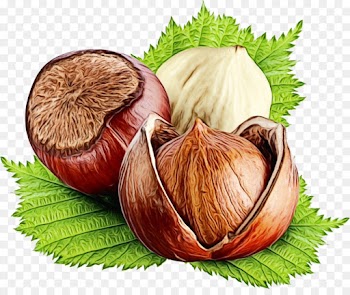 food natural foods hazelnut ingredient plant