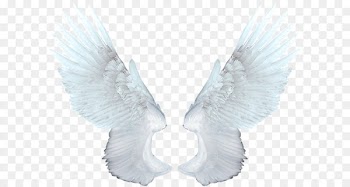 Food Network Magazine Animation - White angel wings PNG 