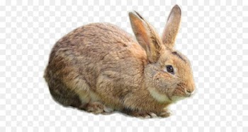 Food, Rabbit, European Rabbit, Mammal PNG
