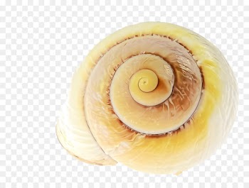 food spiral dish cuisine