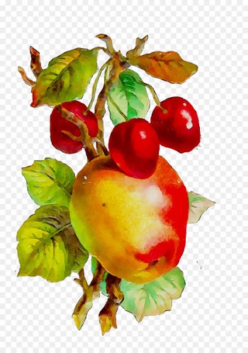 Food Still life photography Vegetable Pomegranate -  