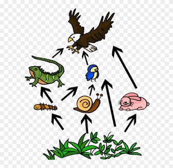 Food Web On Flowvella - Food Web Easy To Draw