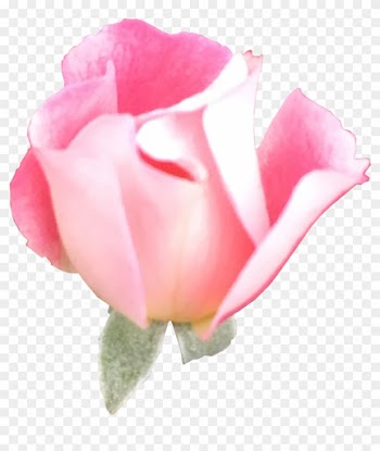 Football Is On The Tv In Our House, And Here Is Pretty - Garden Roses