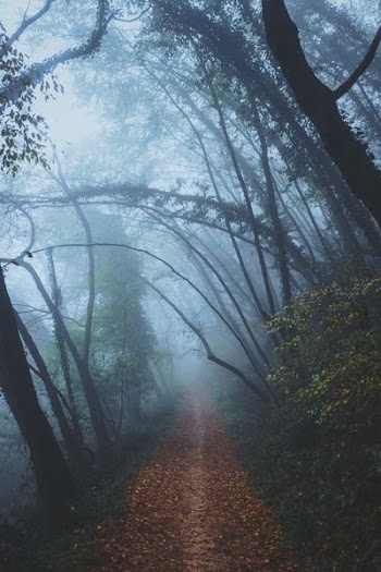 footpath in surrounded by trees