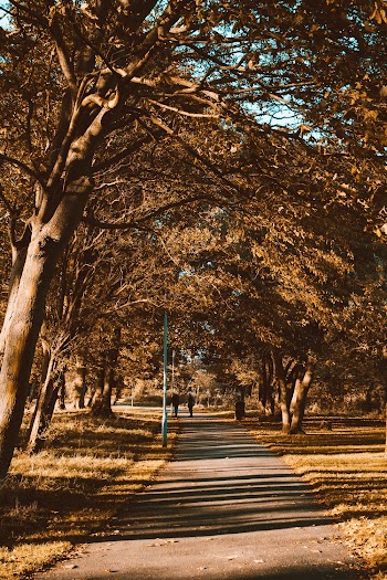 Footpath Under Trees