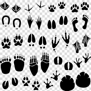 Footprint Animal track , Insect footprints transparent background PNG clipart