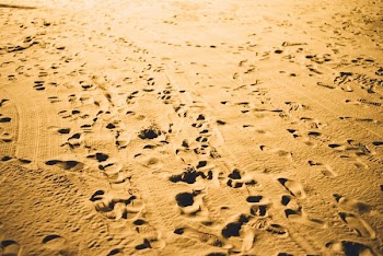 footprints in the sand
