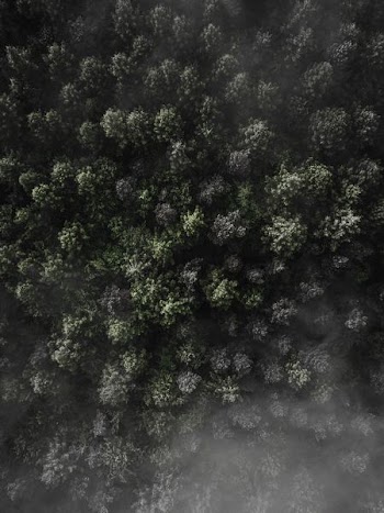 forest aerial photography
