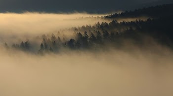 forest and fog during day