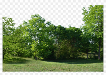 Forest Background Png, Transparent Png - 1098x727(#1854049) - PngFind