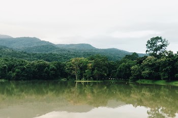 Forest Beside Lake