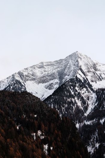 forest beside mountain covered with snow