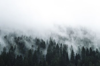forest covered by fog