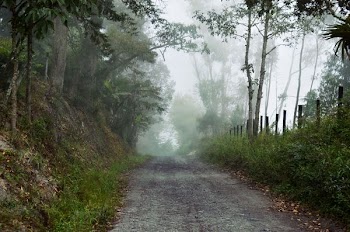 forest covered by fog