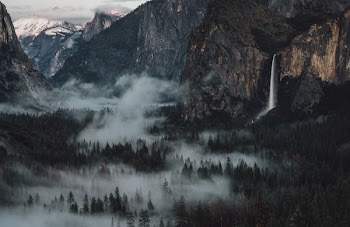 forest covered by mist
