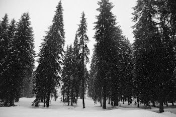 forest covered by snow