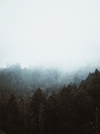 forest covered in fog