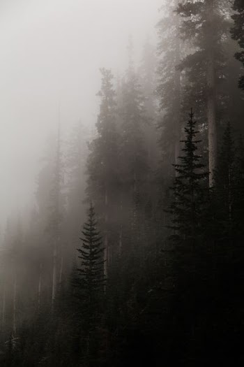forest covered in fog