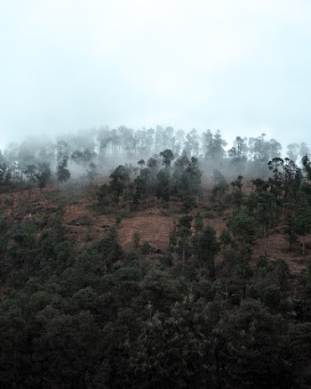 Forest Covered in Fog