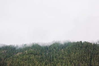 Forest Covered With Fog